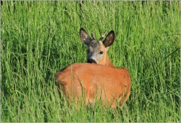 <p>SRNEC OBECNÝ (Capreolus capreolus) Šluknovsko - Jiříkov /European roe deer - Reh/</p>